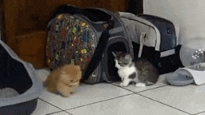 星空·综合体育